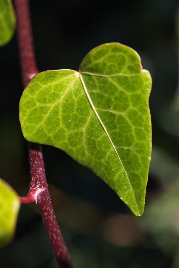 Leaf Heart by Joy Watson